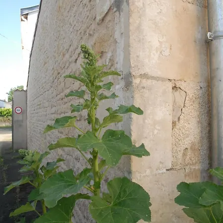 La Colombe Du Marais * Courçon